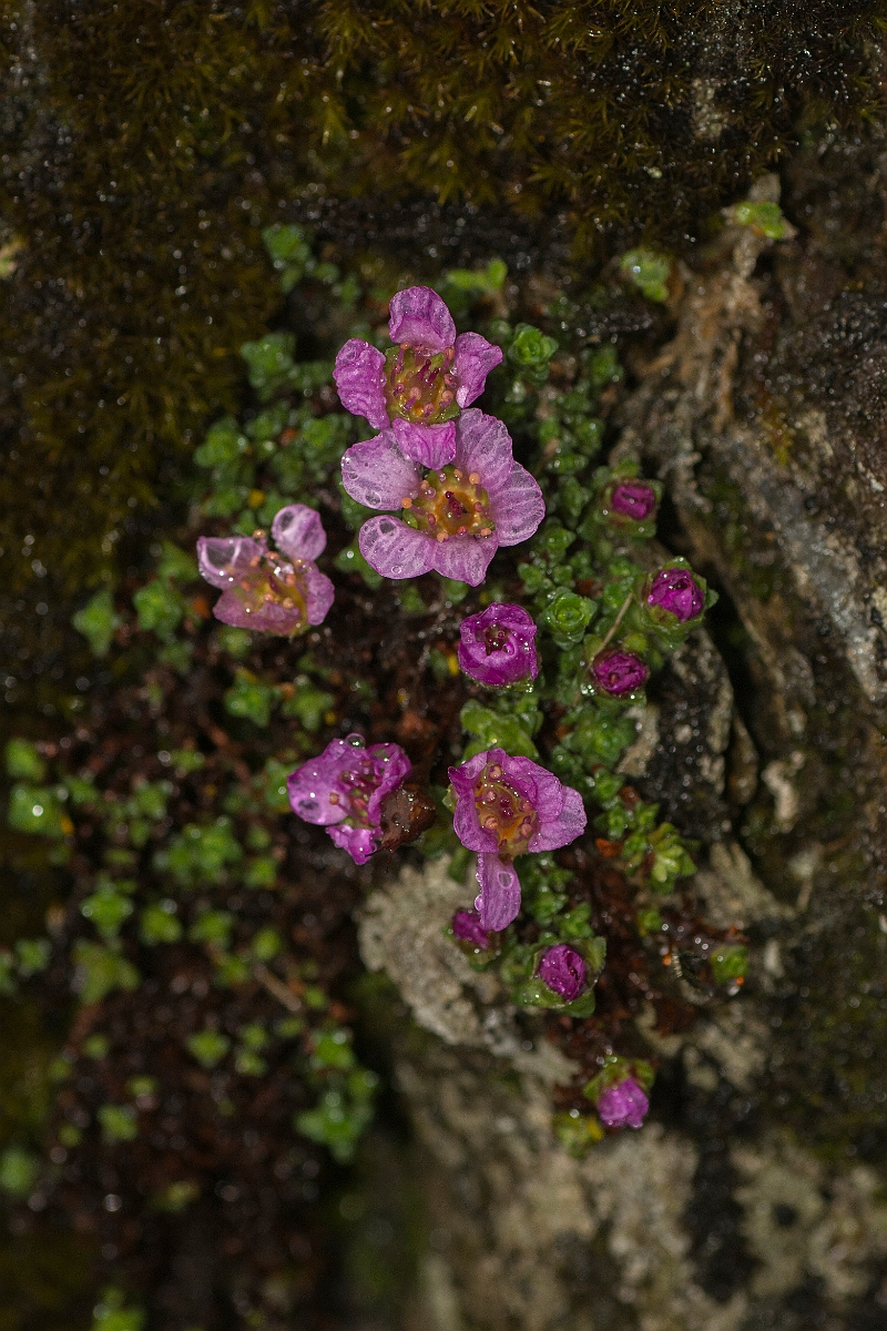 David Plant Photography - Wildlife Photography - Purple saxifrage - B.jpg - Purple saxifrage - Perthshire