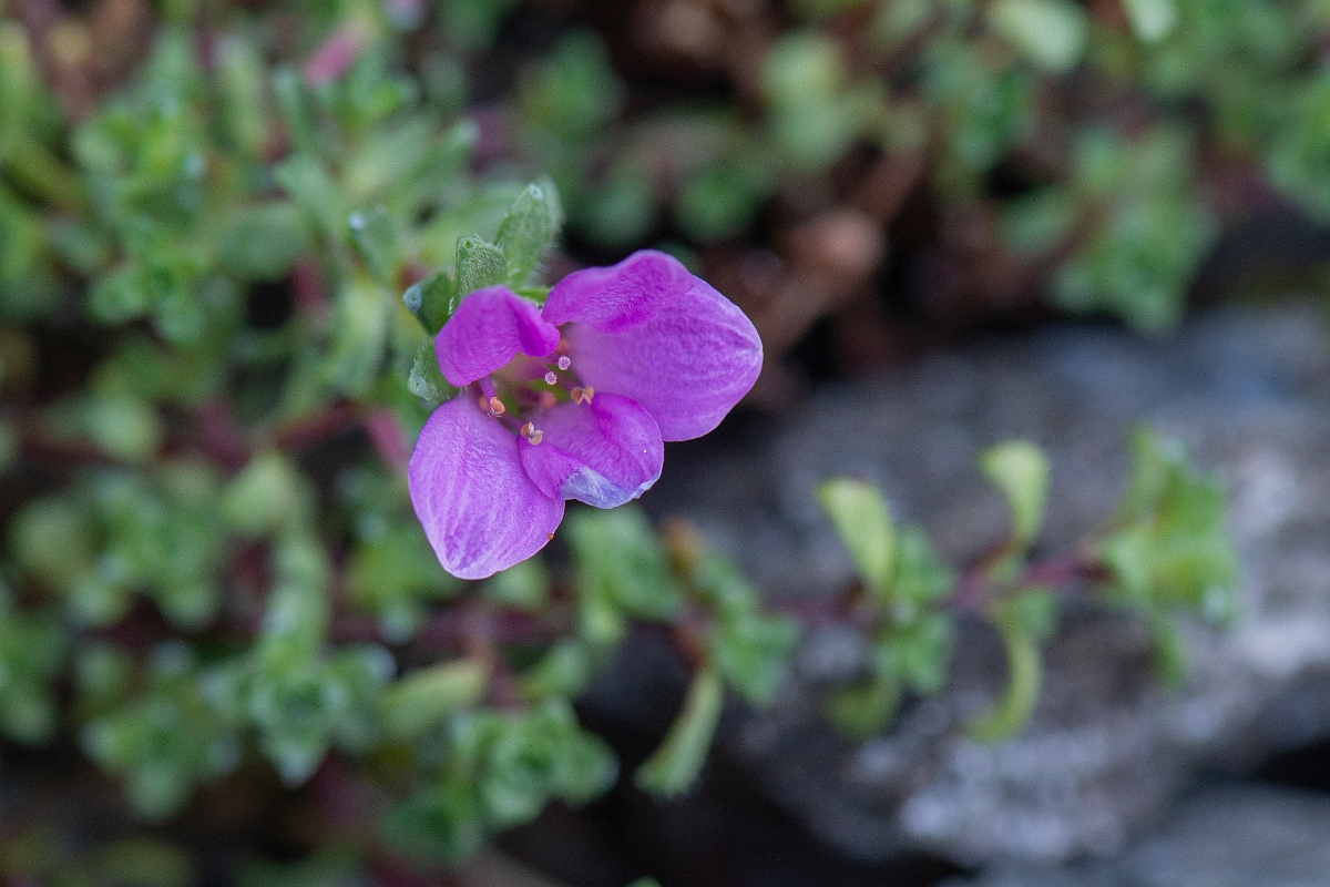 David Plant Photography - Wildlife Photography - Purple saxifrage - C.JPG - Purple saxifrage - Perthshire