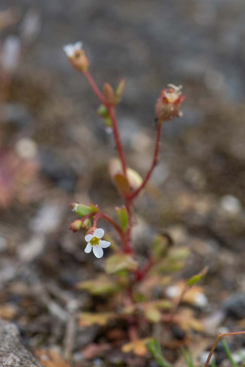 David Plant Photography - Wildlife Photography - Rue-leaved saxifrage - B.JPG - Rue-leaved saxifrage - Suffolk