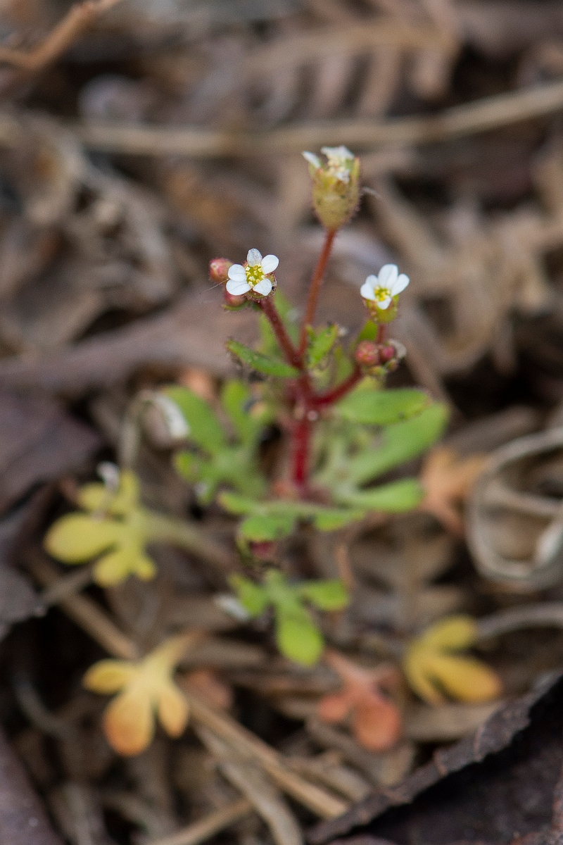 David Plant Photography - Wildlife Photography - Rue-leaved saxifrage - C.JPG - Rue-leaved saxifrage - Suffolk