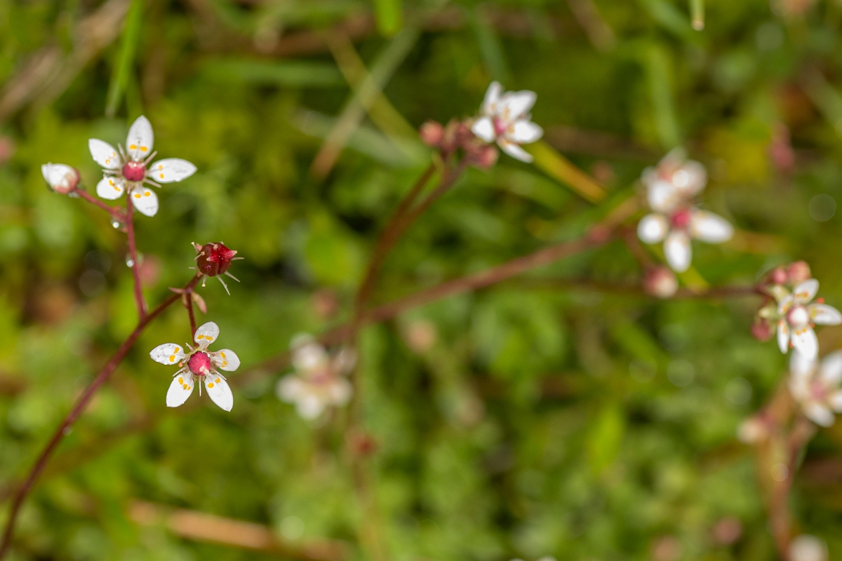 David Plant Photography - Wildlife Photography - Starry saxifrage - B.jpg - Starry saxifrage - Perthshire