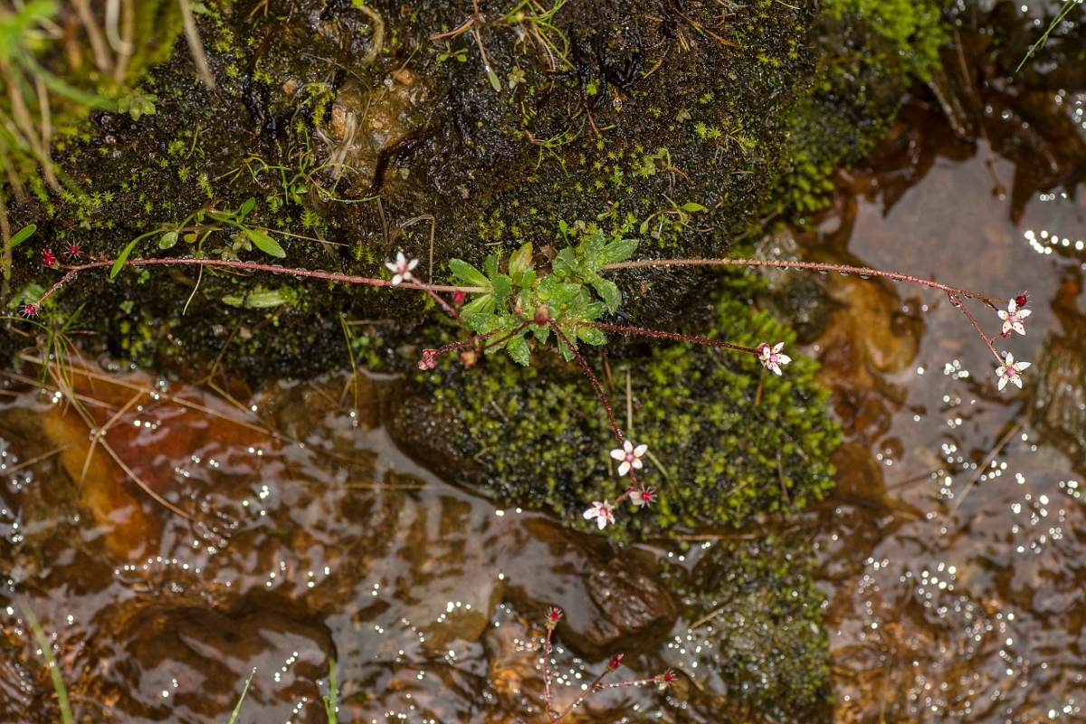 David Plant Photography - Wildlife Photography - Starry saxifrage - C.jpg - Starry saxifrage - Perthshire