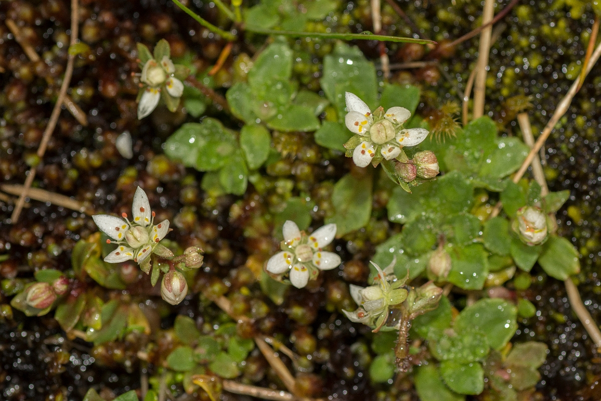 David Plant Photography - Wildlife Photography - Starry saxifrage - D.jpg - Starry saxifrage - Perthshire