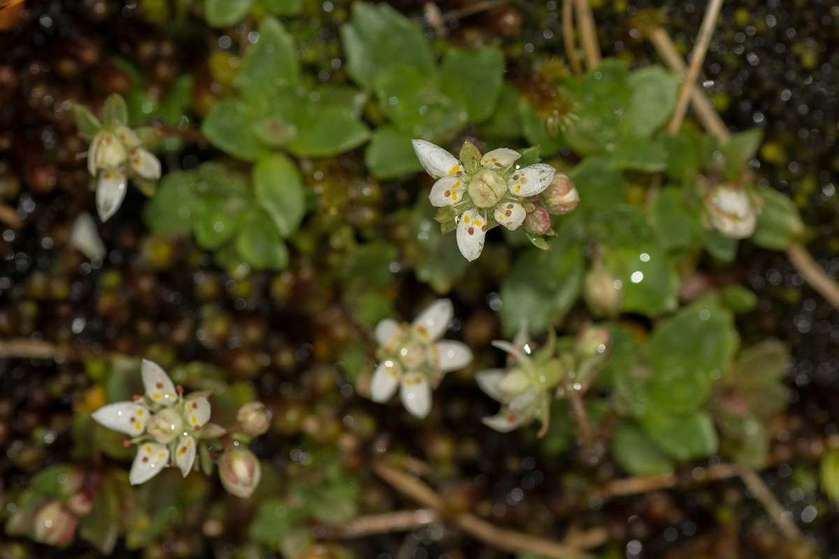 David Plant Photography - Wildlife Photography - Starry saxifrage - F.jpg - Starry saxifrage - Perthshire