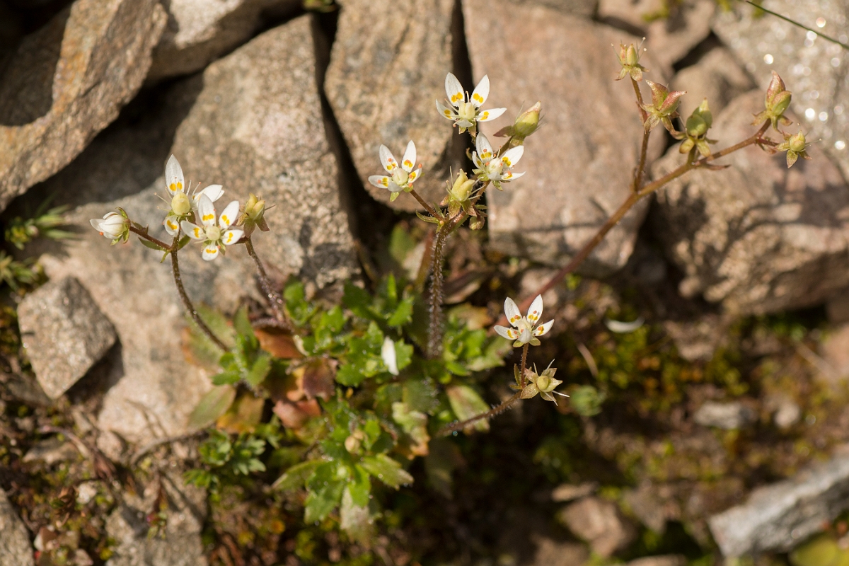 David Plant Photography - Wildlife Photography - Starry saxifrage - G.jpg - Starry saxifrage - Perthshire