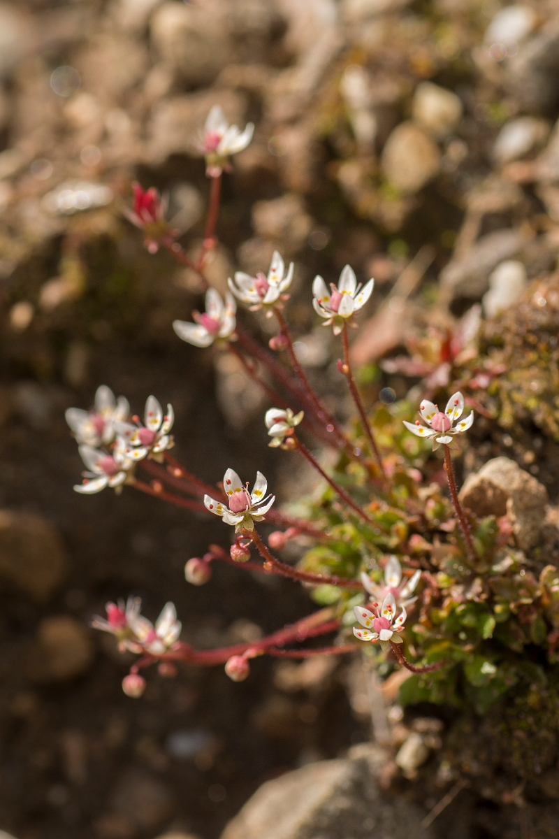 David Plant Photography - Wildlife Photography - Starry saxifrage - H.jpg - Starry saxifrage - Perthshire