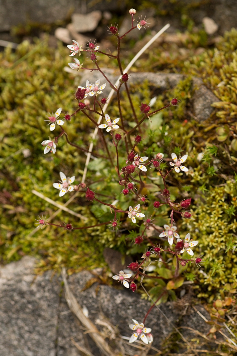 David Plant Photography - Wildlife Photography - Starry saxifrage - J.jpg - Starry saxifrage - Perthshire