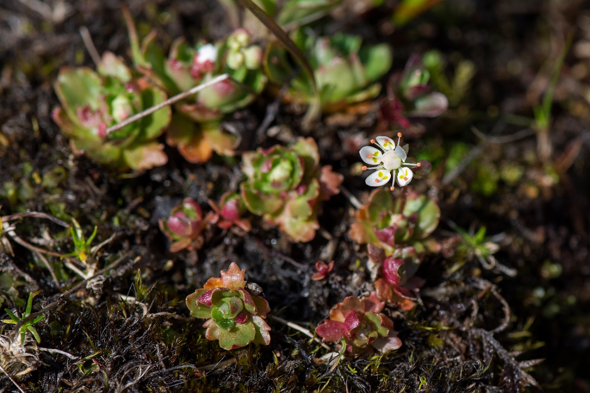 David Plant Photography - Wildlife Photography - Starry saxifrage - K.JPG - Starry saxifrage - Perthshire