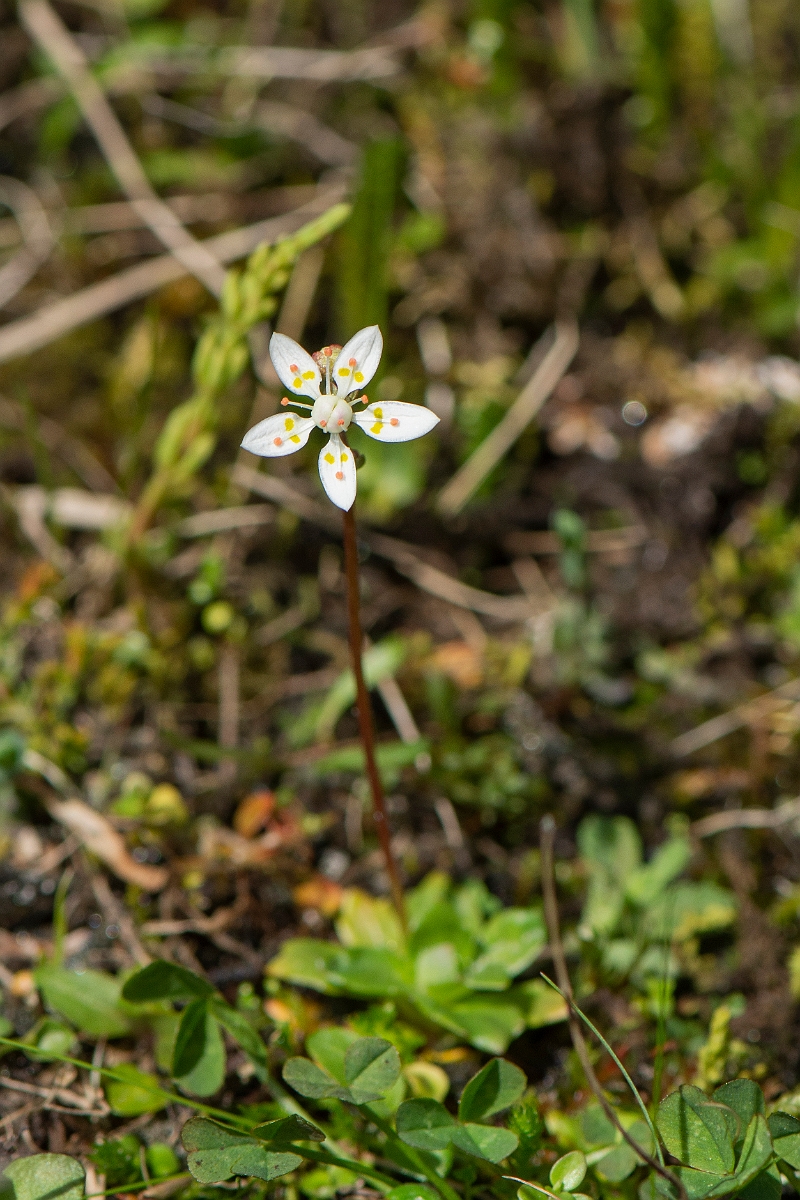 David Plant Photography - Wildlife Photography - Starry saxifrage - L.JPG - Starry saxifrage - Perthshire