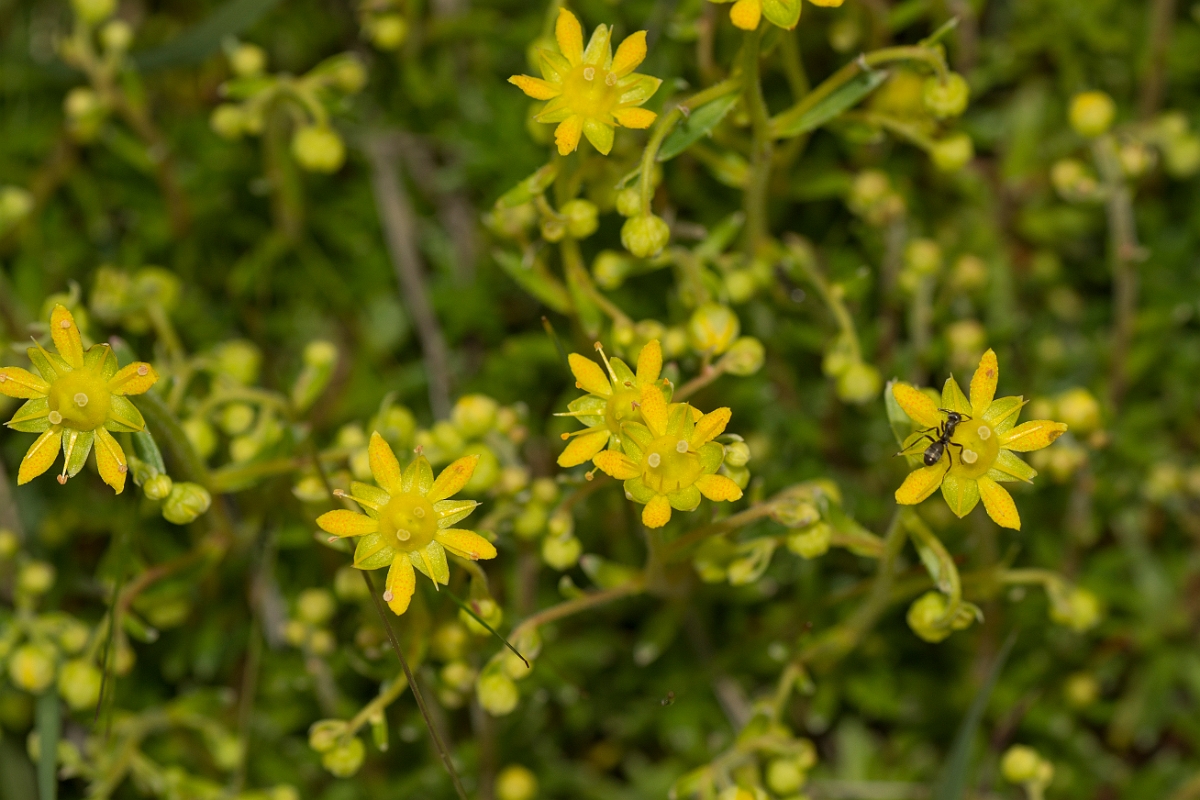David Plant Photography - Wildlife Photography - Yellow saxifrage - B.jpg - Yellow saxifrage - Perthshire