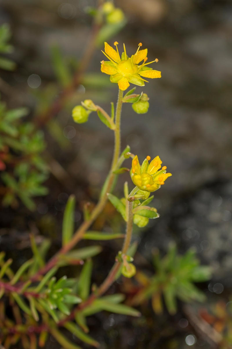 David Plant Photography - Wildlife Photography - Yellow saxifrage - C.jpg - Yellow saxifrage - Perthshire