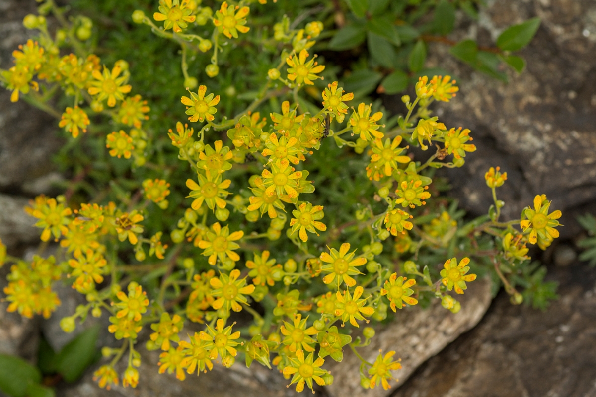 David Plant Photography - Wildlife Photography - Yellow saxifrage - D.jpg - Yellow saxifrage - Perthshire