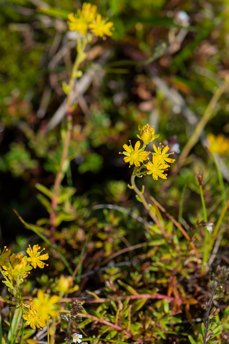 David Plant Photography - Wildlife Photography - Yellow saxifrage - E.JPG - Yellow saxifrage - Perthshire