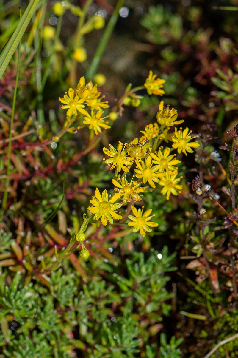 David Plant Photography - Wildlife Photography - Yellow saxifrage - F.JPG - Yellow saxifrage - Perthshire