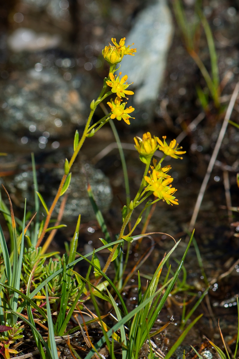 David Plant Photography - Wildlife Photography - Yellow saxifrage - G.JPG - Yellow saxifrage - Perthshire