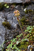 David Plant Photography - Wildlife Photography - Alpine saxifrage - A