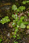 David Plant Photography - Wildlife Photography - Drooping saxifrage - C