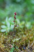 David Plant Photography - Wildlife Photography - Drooping saxifrage - D