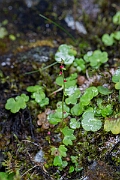 David Plant Photography - Wildlife Photography - Drooping saxifrage - E