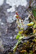 David Plant Photography - Wildlife Photography - Drooping saxifrage - F