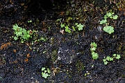 David Plant Photography - Wildlife Photography - Drooping saxifrage - H