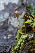 David Plant Photography - Wildlife Photography - Drooping saxifrage - I