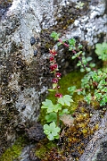 David Plant Photography - Wildlife Photography - Drooping saxifrage - J