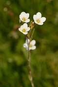 David Plant Photography - Wildlife Photography - Meadow saxifrage - A
