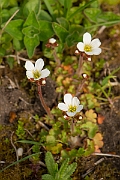 David Plant Photography - Wildlife Photography - Meadow saxifrage - C