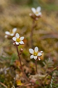 David Plant Photography - Wildlife Photography - Meadow saxifrage - E