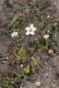 David Plant Photography - Wildlife Photography - Meadow saxifrage - H