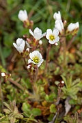 David Plant Photography - Wildlife Photography - Meadow saxifrage - I