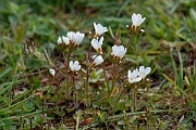 David Plant Photography - Wildlife Photography - Meadow saxifrage - J