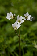 David Plant Photography - Wildlife Photography - Meadow saxifrage - K