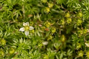 David Plant Photography - Wildlife Photography - Mossy saxifrage - B