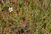 David Plant Photography - Wildlife Photography - Mossy saxifrage - E