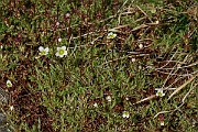 David Plant Photography - Wildlife Photography - Mossy saxifrage - F
