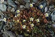 David Plant Photography - Wildlife Photography - Mossy saxifrage - H