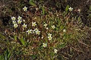 David Plant Photography - Wildlife Photography - Mossy saxifrage - I