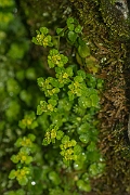 David Plant Photography - Wildlife Photography - Opposite-leaved golden-saxifrage - B