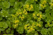 David Plant Photography - Wildlife Photography - Opposite-leaved golden-saxifrage - C