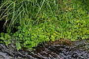 David Plant Photography - Wildlife Photography - Opposite-leaved golden-saxifrage - D