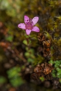 David Plant Photography - Wildlife Photography - Purple saxifrage - A