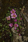 David Plant Photography - Wildlife Photography - Purple saxifrage - B