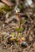 David Plant Photography - Wildlife Photography - Rue-leaved saxifrage - A