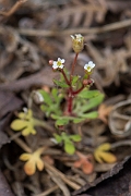 David Plant Photography - Wildlife Photography - Rue-leaved saxifrage - C