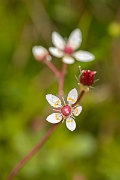 David Plant Photography - Wildlife Photography - Starry saxifrage - A