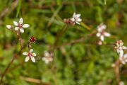 David Plant Photography - Wildlife Photography - Starry saxifrage - B