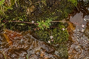 David Plant Photography - Wildlife Photography - Starry saxifrage - C