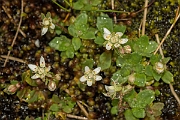 David Plant Photography - Wildlife Photography - Starry saxifrage - D